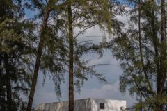 halaman halo